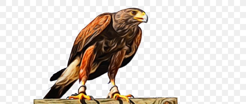 Bird Bird Of Prey Golden Eagle Hawk Eagle, PNG, 741x347px, Watercolor, Accipitridae, Beak, Bird, Bird Of Prey Download Free