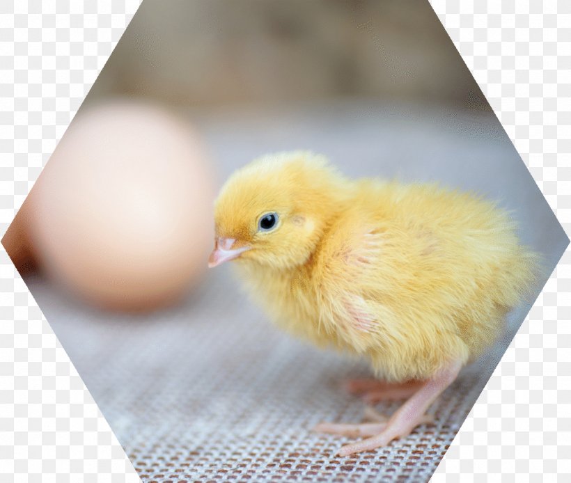 Chicken Best Of AWS- Re:Invent 2017 אפרוח Duck Free-range Eggs, PNG, 1024x867px, Chicken, Beak, Bigstock, Bird, Duck Download Free
