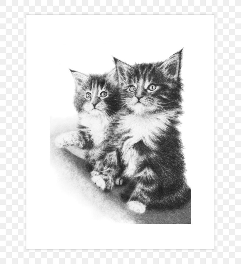 Maine Coon Kitten Whiskers Drawing Domestic Short-haired Cat, PNG, 740x900px, Maine Coon, Art, Artist, Black And White, Carnivoran Download Free