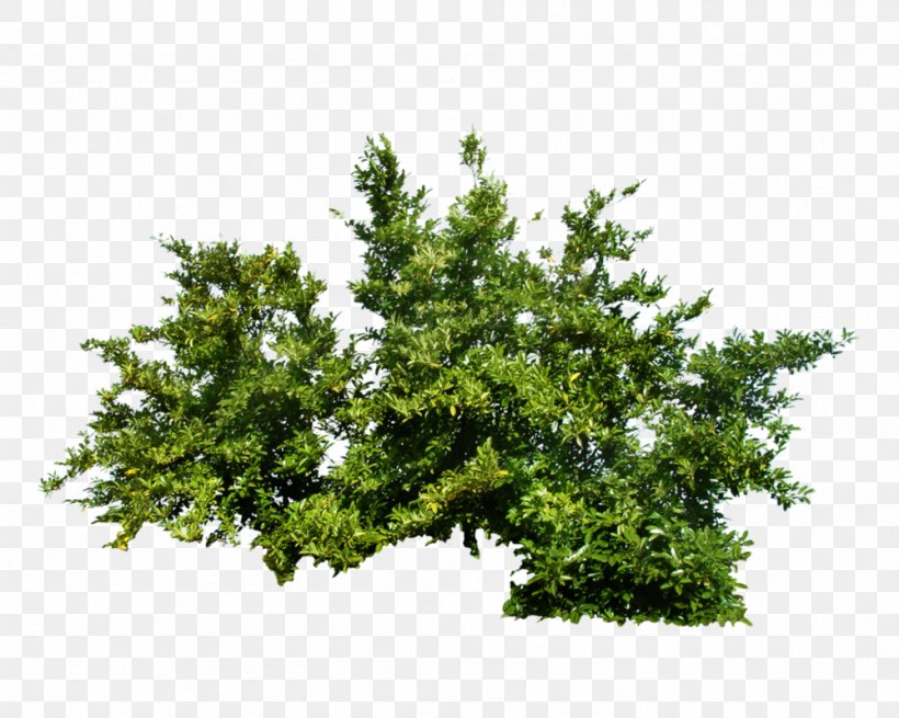 Shrub Transparency Clip Art Plants, PNG, 999x799px, Shrub, Architectural Rendering, Branch, Conifer, Evergreen Download Free