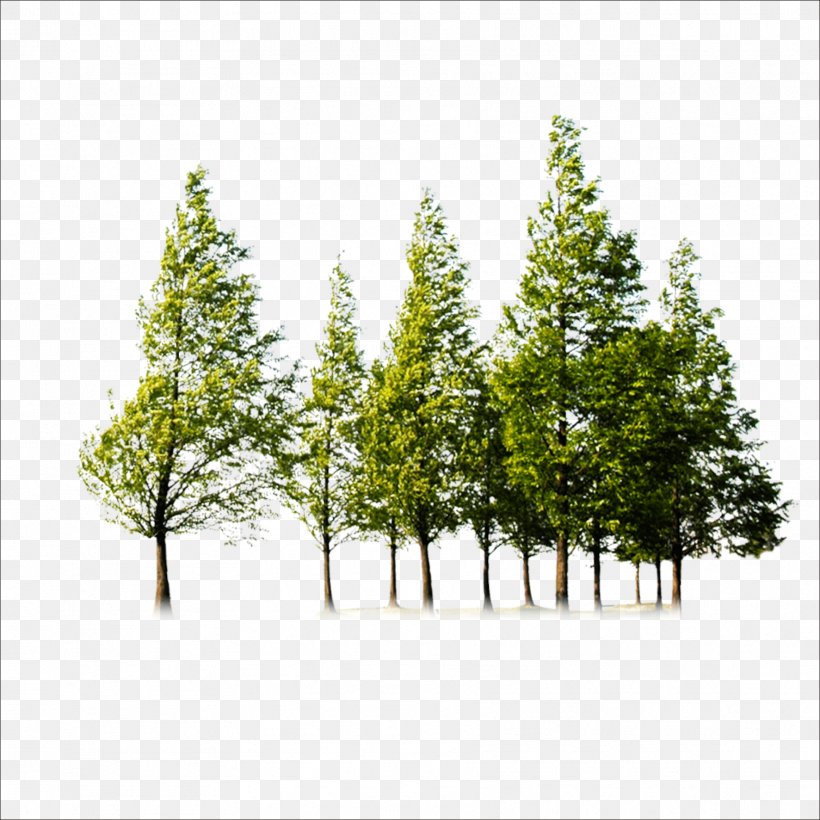 Tree, PNG, 1773x1773px, Tree, Branch, Conifer, Evergreen, Grass Download Free