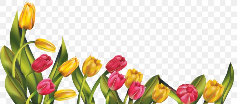 Tulip Flower Clip Art, PNG, 911x400px, Tulip, Bud, Cut Flowers, Floral Design, Flower Download Free