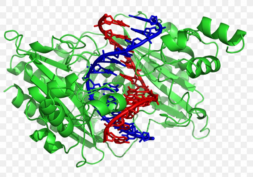 DNA-binding Protein Restriction Enzyme DNA-binding Domain, PNG, 1452x1017px, Dna, Bacteria, Bacteriophage, Base Pair, Dna Replication Download Free