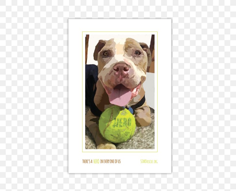 Dog Breed American Pit Bull Terrier Snout, PNG, 772x666px, Dog Breed, American Pit Bull Terrier, Breed, Bull, Carnivoran Download Free