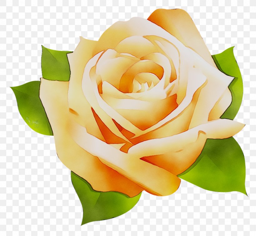 Garden Roses Cabbage Rose Floribunda Microsoft Office Cut Flowers, PNG, 1116x1030px, Garden Roses, Botany, Cabbage Rose, Closeup, Cut Flowers Download Free