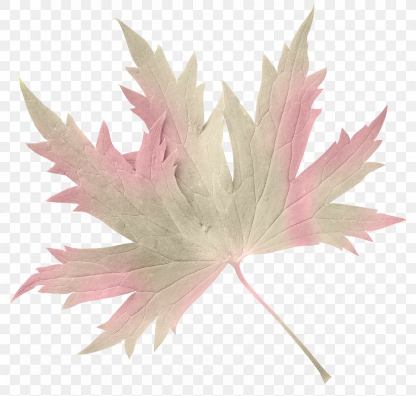 Maple Leaf Tree Plant, PNG, 1280x1221px, Maple Leaf, Leaf, Maple, Plant, Tree Download Free