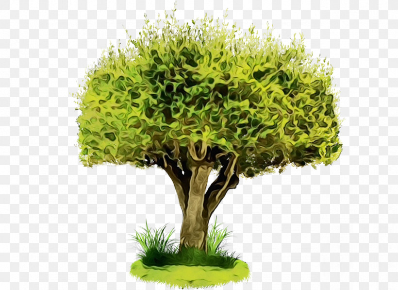 Plant Green Tree Flowerpot Grass, PNG, 1279x932px, Watercolor, Aquarium Decor, Flower, Flowerpot, Grass Download Free