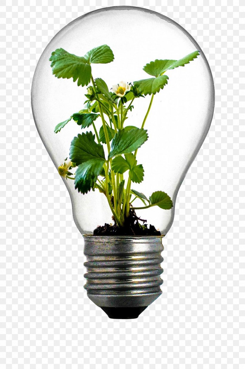 Incandescent Light Bulb Grow Light Flowerpot Plant, PNG, 848x1280px, Light, Bulb, Compact Fluorescent Lamp, Dracaena Fragrans, Electric Light Download Free
