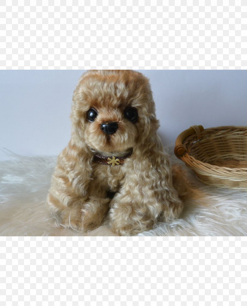 Miniature Poodle Toy Poodle Standard Poodle Cockapoo Schnoodle, PNG, 1024x1269px, Miniature Poodle, Breed, Carnivoran, Cavapoo, Cockapoo Download Free