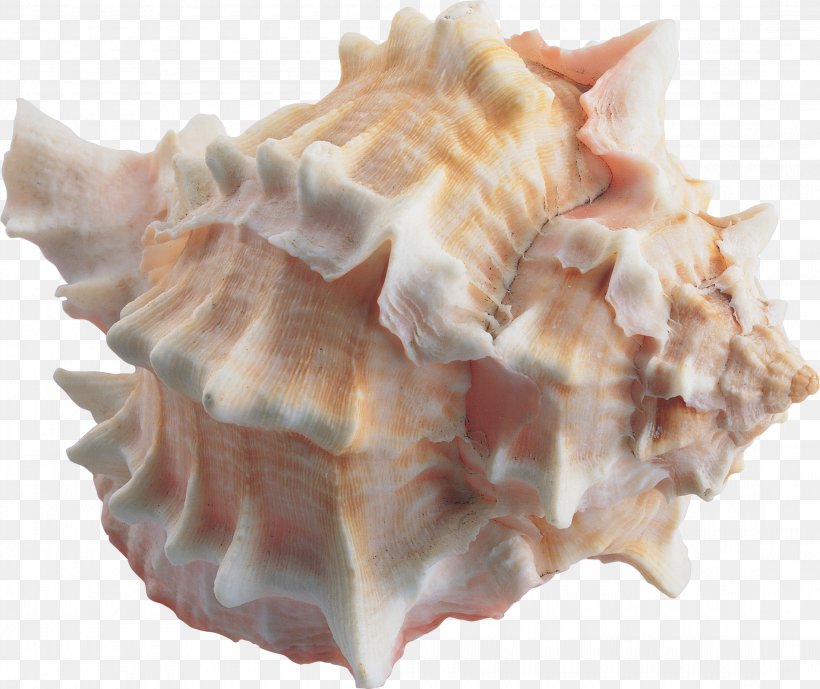 Seashell Sea Snail Cockle Marine, PNG, 2200x1849px, Seashell, Animal Fat, Clams Oysters Mussels And Scallops, Cockle, Conch Download Free