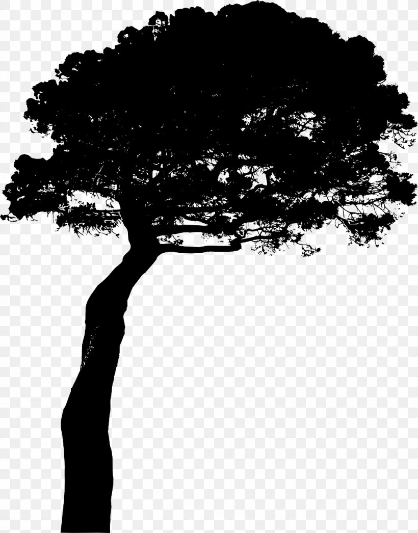 Stone Pine Clip Art, PNG, 1003x1280px, Stone Pine, Black And White, Branch, Conifer Cone, Monochrome Download Free