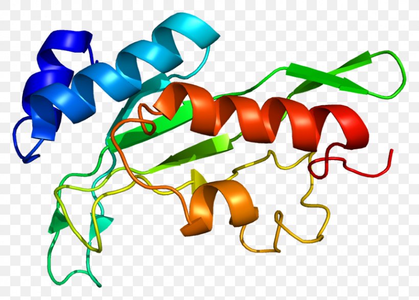 TSG101 Gene Product Protein Cell, PNG, 858x615px, Watercolor, Cartoon, Flower, Frame, Heart Download Free