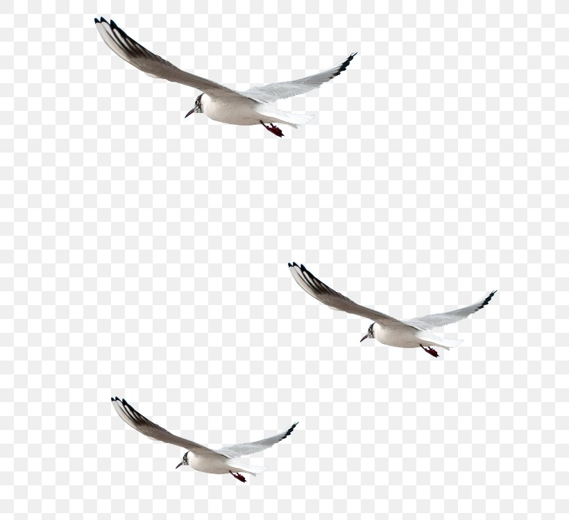 Clip Art Bird Adobe Photoshop Psd, PNG, 650x750px, Bird, Beak, Bird Migration, Charadriiformes, Computer Software Download Free