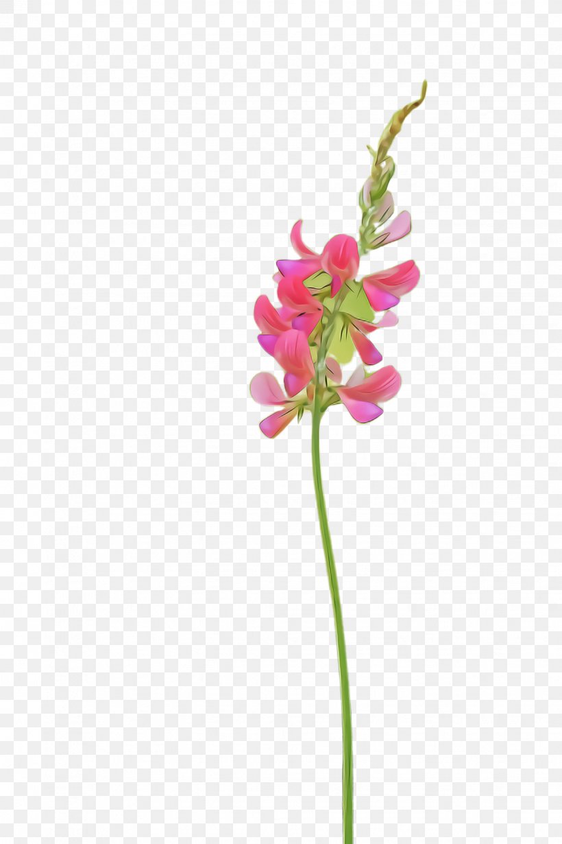 Flower Flowering Plant Plant Pink Pedicel, PNG, 1632x2448px, Flower, Cut Flowers, Flowering Plant, Orchid, Pedicel Download Free