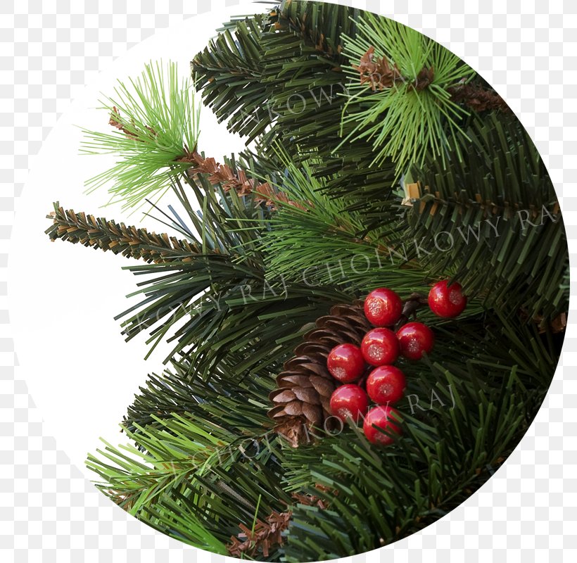 Pine Christmas Ornament Spruce Fir, PNG, 800x800px, Pine, Christmas, Christmas Decoration, Christmas Ornament, Conifer Download Free