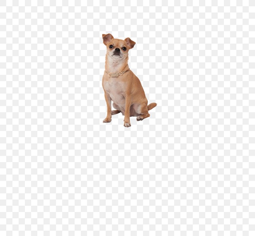 Chihuahua Puppy Dog Breed Companion Dog Toy Dog, PNG, 470x757px, Chihuahua, Breed, Carnivoran, Clothing, Collar Download Free