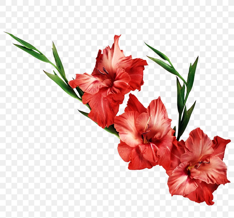 Gladiolus Flower Desktop Wallpaper Clip Art, PNG, 800x763px, Gladiolus, Birth Flower, Carnation, Cut Flowers, Display Resolution Download Free