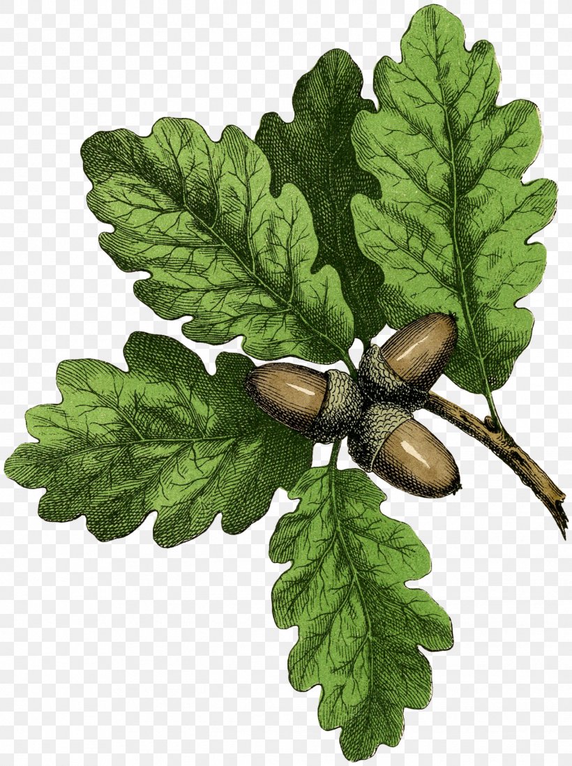 Leaf Oak Drawing Acorn Tree, PNG, 1344x1800px, Leaf, Acorn, Branch, Color, Coloring Book Download Free