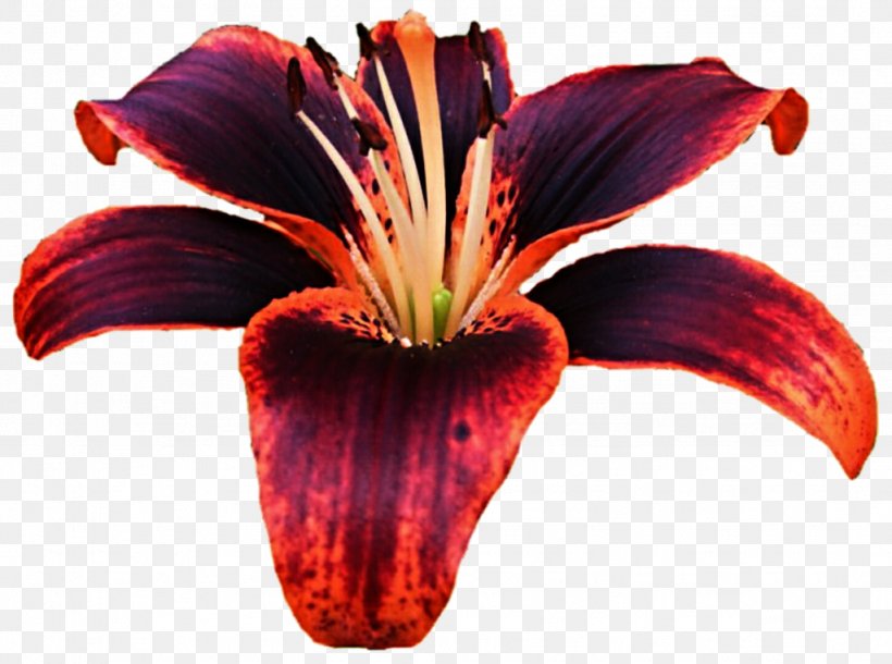 Lilium Bulbiferum Tiger Lily Flower Daylily Purple, PNG, 1024x763px, Lilium Bulbiferum, Cut Flowers, Daylily, Flower, Flowering Plant Download Free