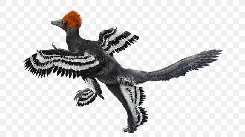 Origin Of Birds Anchiornis Archaeopteryx Microraptor, PNG, 700x459px, Bird, Anchiornis, Archaeopteryx, Beak, Bird Flight Download Free