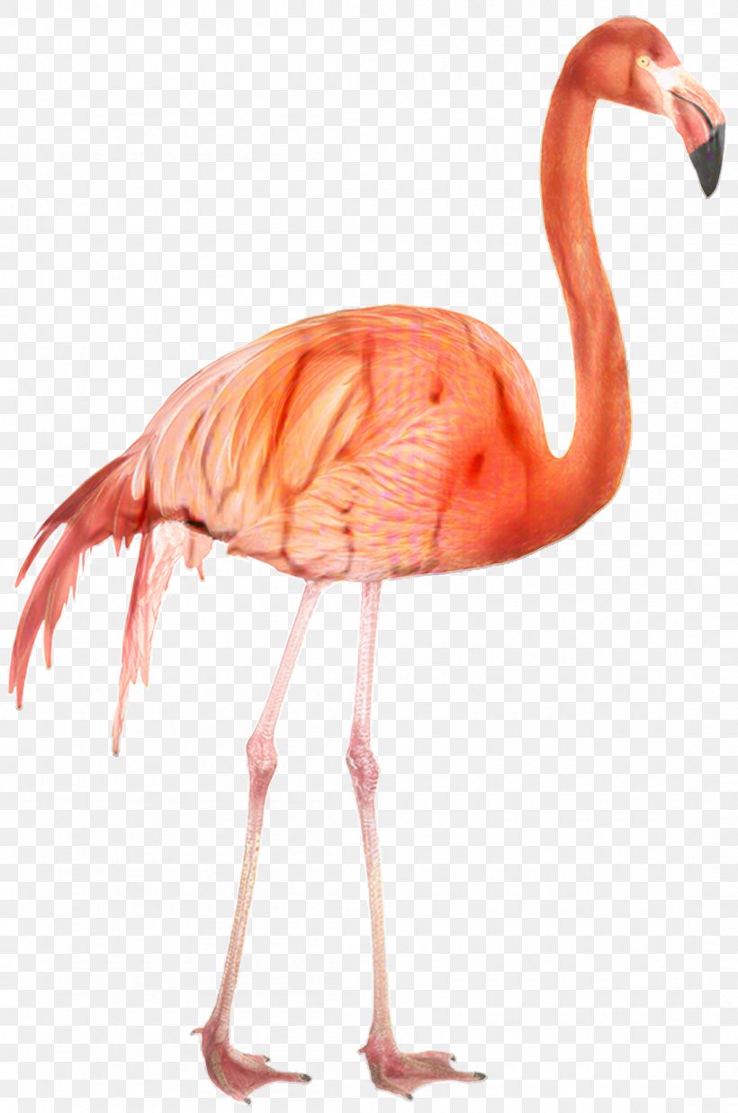 Pink Flamingo, PNG, 1100x1660px, Flamingo, Beak, Bird, Greater Flamingo, Muscle Download Free