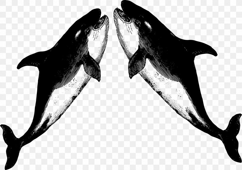 White-beaked Dolphin Killer Whale T-shirt Porpoise Raglan Sleeve, PNG, 2400x1694px, Whitebeaked Dolphin, Animal, Biology, Black And White, Blouse Download Free