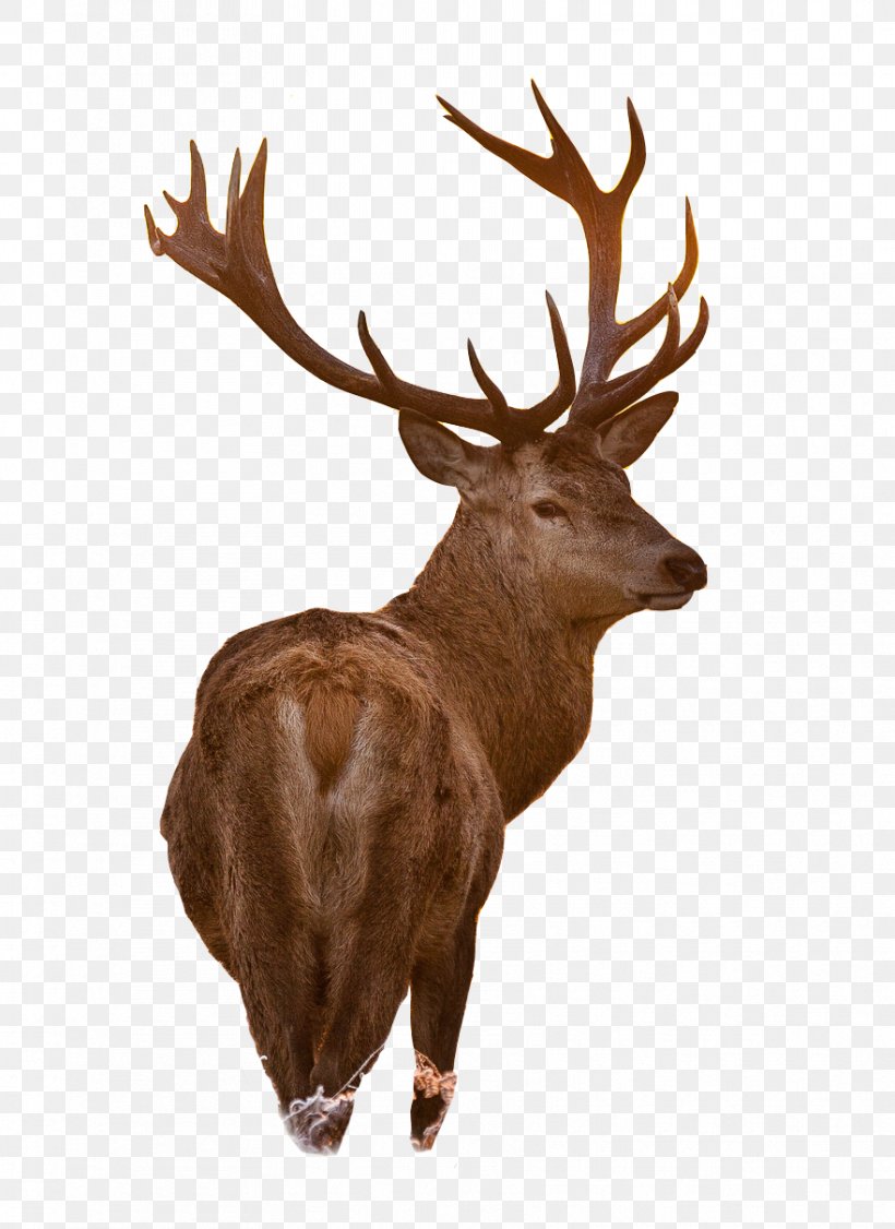 White-tailed Deer Moose Red Deer Reindeer, PNG, 881x1210px, Iphone X, Antler, Deer, Deer Hunting, Elk Download Free