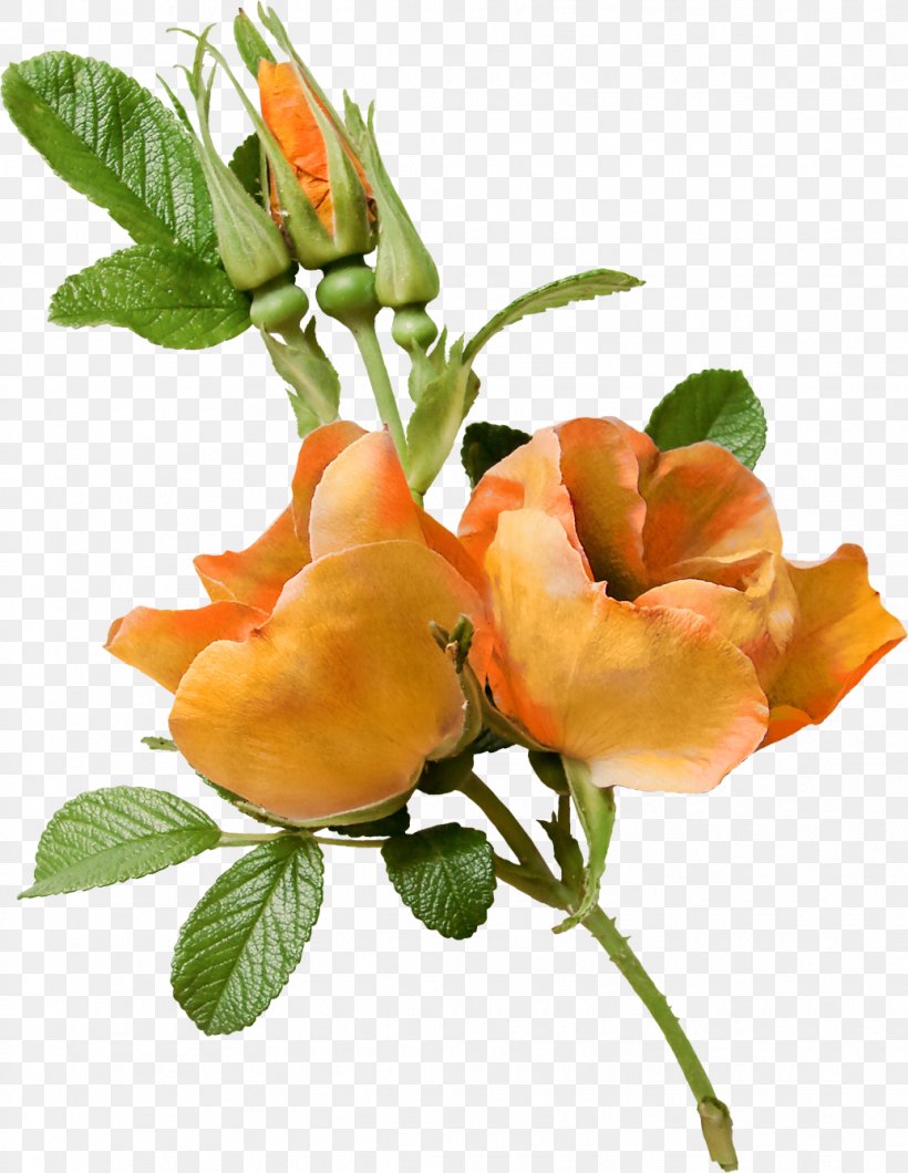Flower Garden Roses Floral Design Clip Art, PNG, 1035x1339px, Flower, Cut Flowers, Floral Design, Flower Bouquet, Flowering Plant Download Free