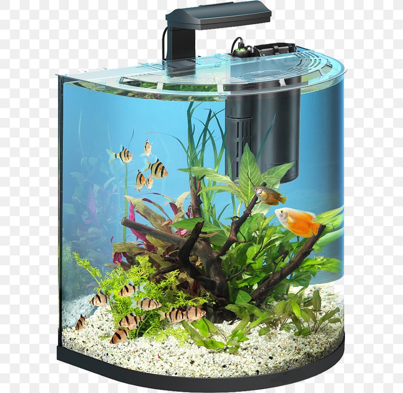 Goldfish Aquarium Tetra Fishkeeping Filter, PNG, 596x800px, Goldfish, Aquarium, Aquarium Decor, Aquascaping, Aquatic Plant Download Free