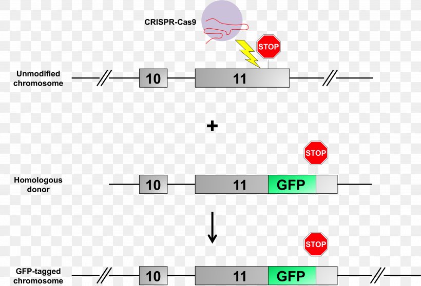 Green Fluorescent Protein CRISPR Transgene Mouse Gene Knockin, PNG, 3963x2701px, Green Fluorescent Protein, Area, Brand, Chromosome, Crispr Download Free
