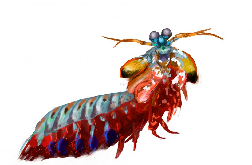 Insect Mantis Shrimp Drawing Clip Art, PNG, 2066x1351px, Insect, Arthropod, Drawing, Invertebrate, Mantis Download Free