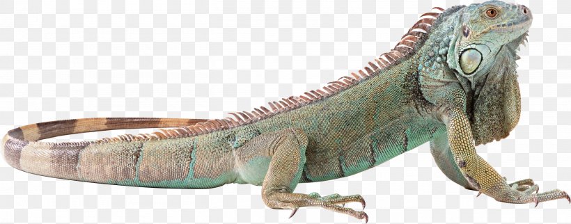 Lizard Green Iguana Chameleons Reptile, PNG, 2725x1071px, Lizard, Animal Figure, Carolina Anole, Chameleons, Common Iguanas Download Free