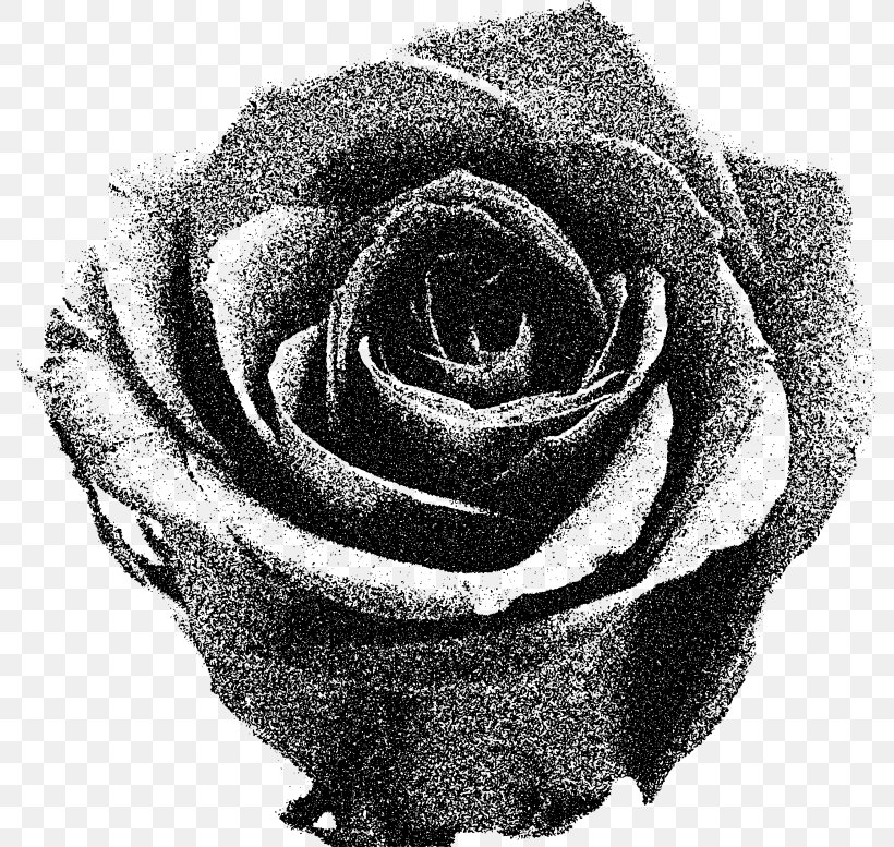 Garden Roses Stock Photography Download Drawing, PNG, 788x777px, Garden Roses, Black And White, Cut Flowers, Drawing, Flower Download Free