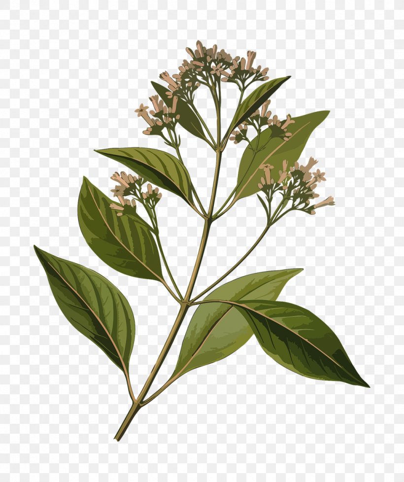 Köhler's Medicinal Plants Quinine Cinchona Pubescens Medicine, PNG, 1073x1280px, Quinine, Bark, Branch, Herb, Herbal Download Free