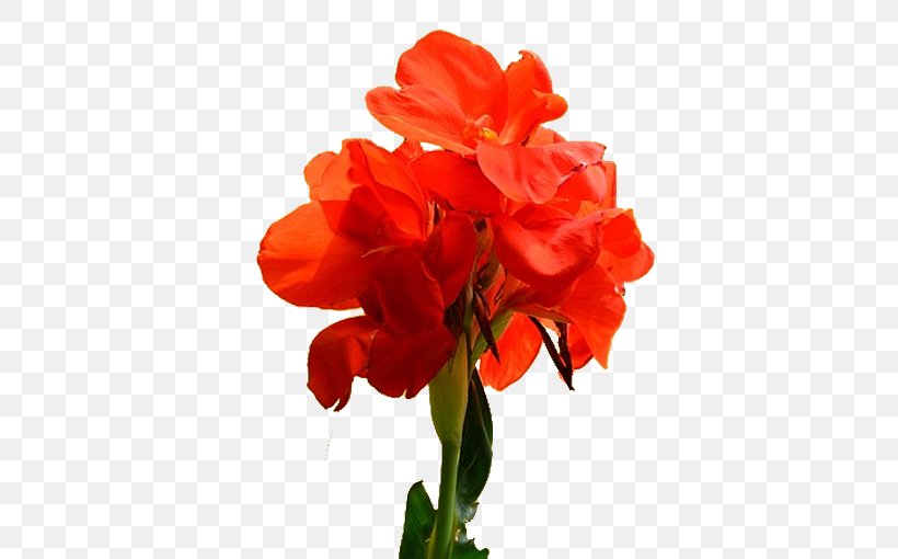 Canna Indica Flower Pixel, PNG, 510x510px, Canna Indica, Amaryllis Belladonna, Amaryllis Family, Annual Plant, Artificial Flower Download Free