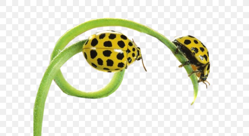 Ladybird Insect Butterfly, PNG, 600x450px, Ladybird, Animal, Animation, Arthropod, Bee Download Free