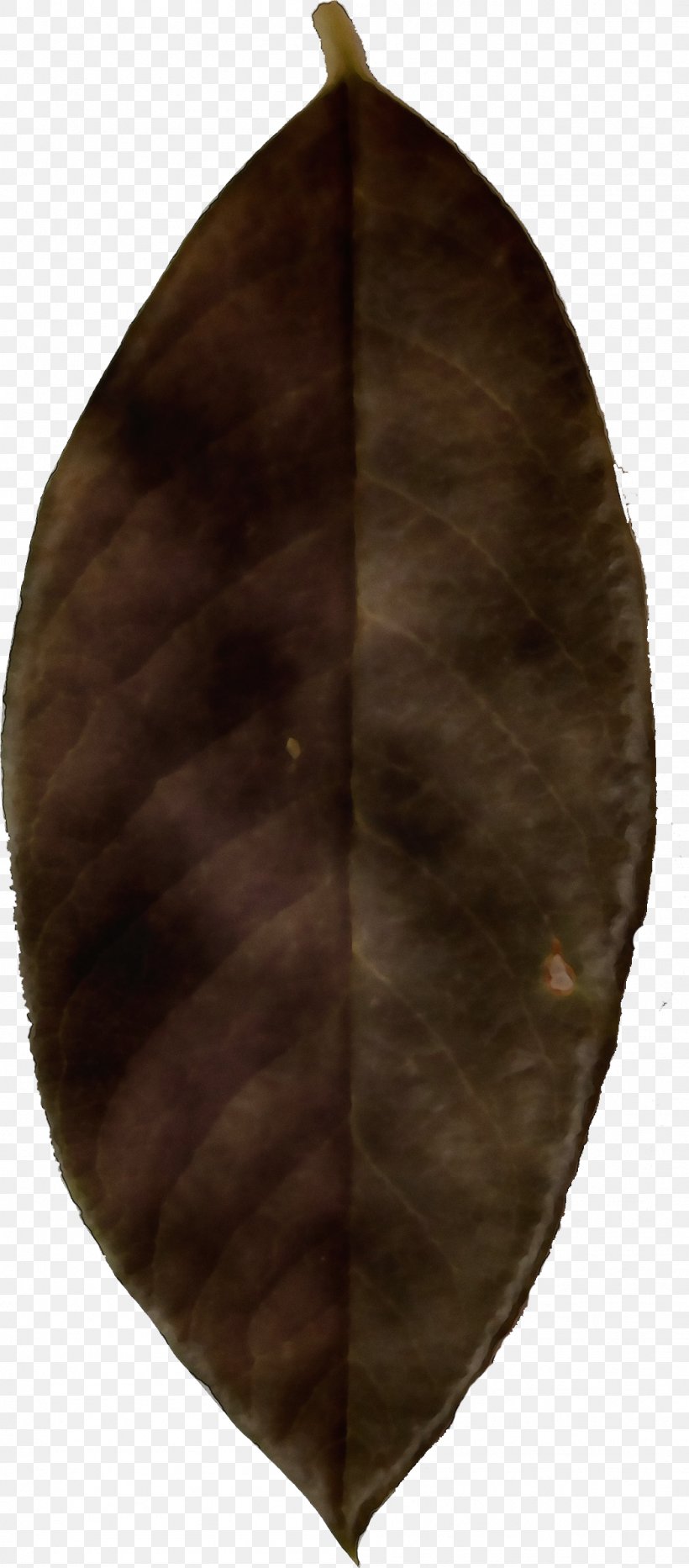 Leaf Cartoon, PNG, 1049x2386px, Leaf, Brown Download Free