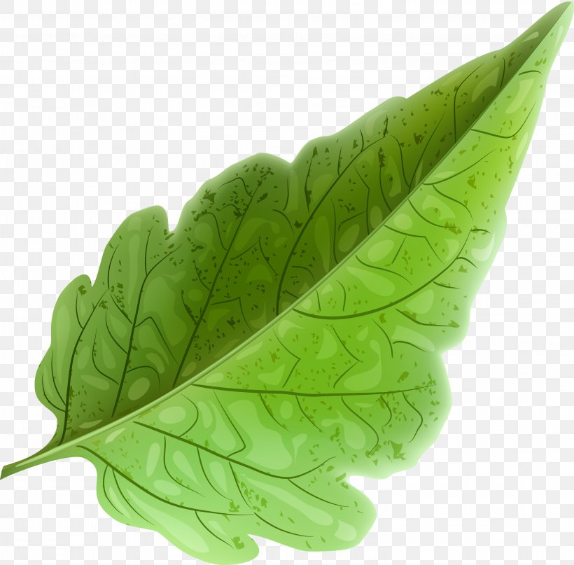 Leaf Vecteur, PNG, 3001x2957px, Leaf, Drawing, Green, Herb, Leaf Vegetable Download Free