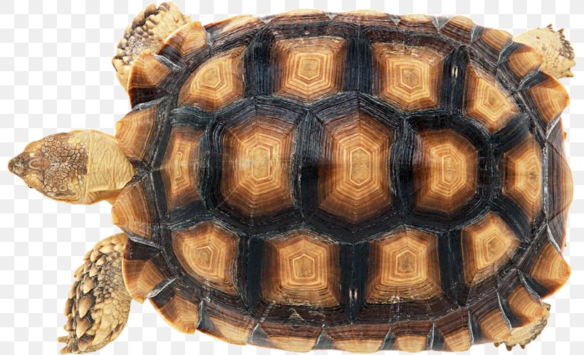 Turtle Shell Reptile Carapace Stock Photography, PNG, 800x499px, Turtle, Box Turtle, Carapace, Emydidae, Green Sea Turtle Download Free
