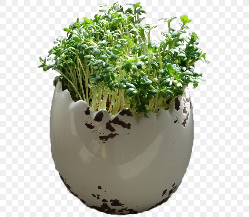 Herb Flowerpot, PNG, 577x716px, Herb, Flowerpot, Grass, Plant Download Free