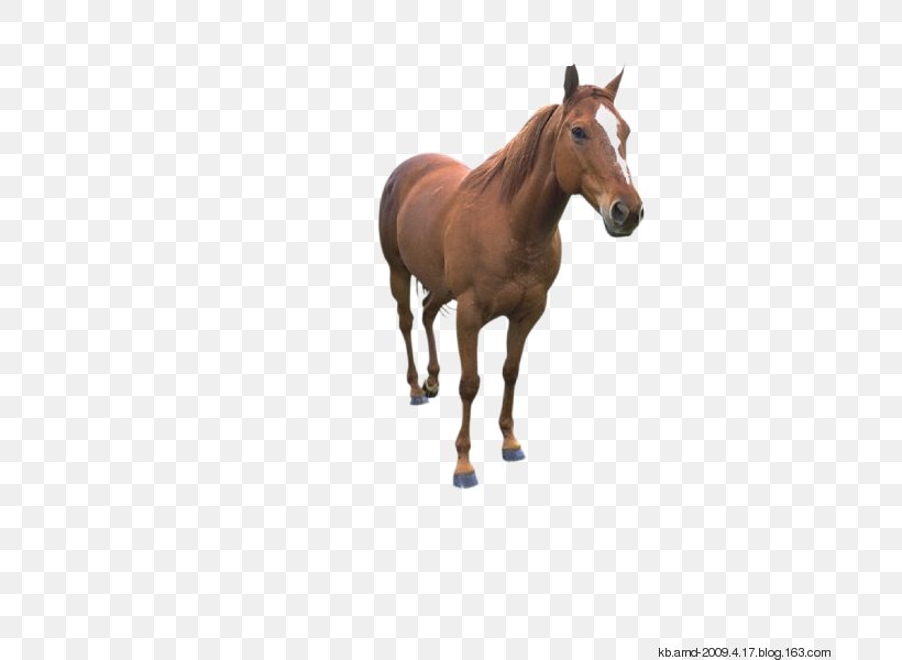 Mustang Thoroughbred Belgian Horse American Paint Horse American Quarter Horse, PNG, 700x600px, Mustang, American Paint Horse, American Quarter Horse, Animal Figure, Belgian Horse Download Free