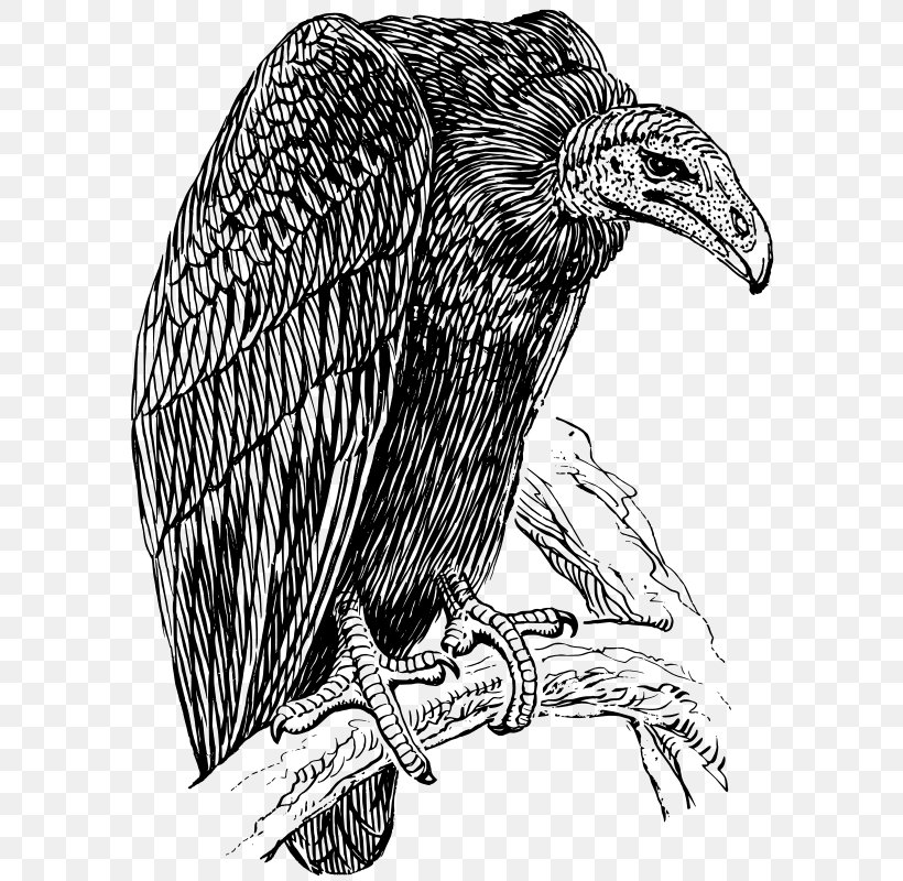 Turkey Vulture Griffon Vulture Clip Art, PNG, 594x800px, Turkey Vulture, Bald Eagle, Beak, Bird, Bird Of Prey Download Free