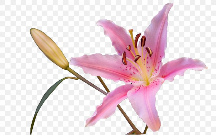 Cut Flowers Plant Liliaceae Daylily, PNG, 1600x1000px, Flower, Cut Flowers, Daylily, Family, Flora Download Free