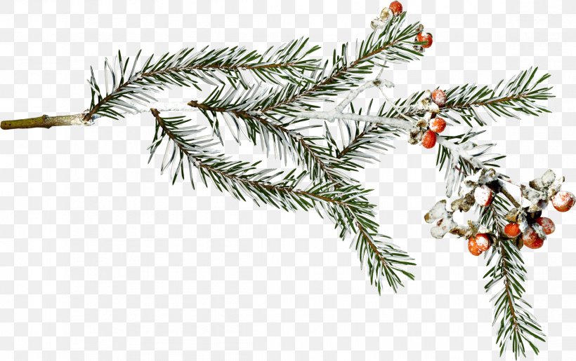 Fir Spruce Snow Branch Winter, PNG, 2322x1459px, Fir, Branch, Christmas, Christmas Decoration, Christmas Ornament Download Free