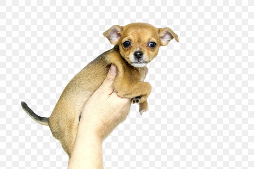 Chihuahua Puppy Labrador Retriever Dog Breed Microchip Implant, PNG, 1920x1280px, Chihuahua, Animal, Breed, Carnivoran, Companion Dog Download Free