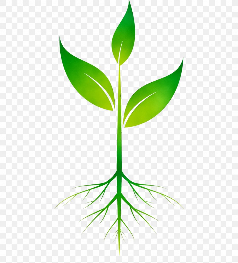 Clip Art Root Vector Graphics Plants, PNG, 1100x1213px, Root, Botany