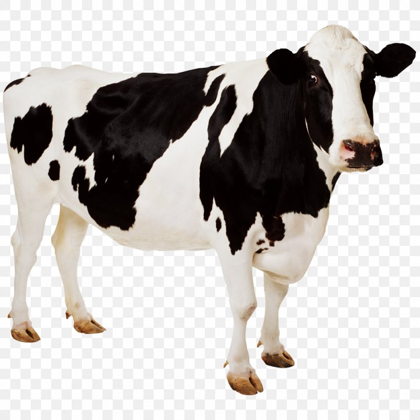 Holstein Friesian Cattle Cow Wallpaper Aurochs Desktop Wallpaper, PNG, 1024x1024px, 4k Resolution, Holstein Friesian Cattle, Aurochs, Cattle, Cattle Feeding Download Free