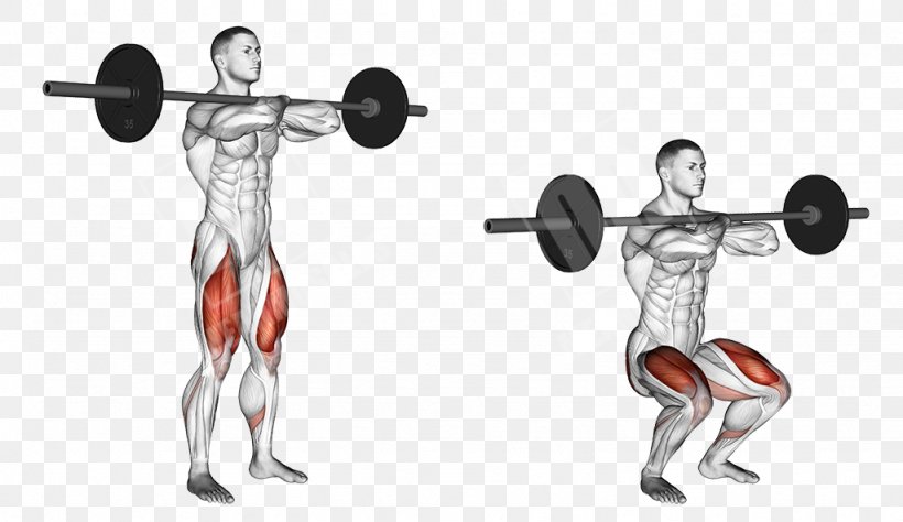 Squat Exercise Barbell Weight Training Vastus Medialis, PNG, 1024x592px, Squat, Abdomen, Arm, Barbell, Bench Download Free