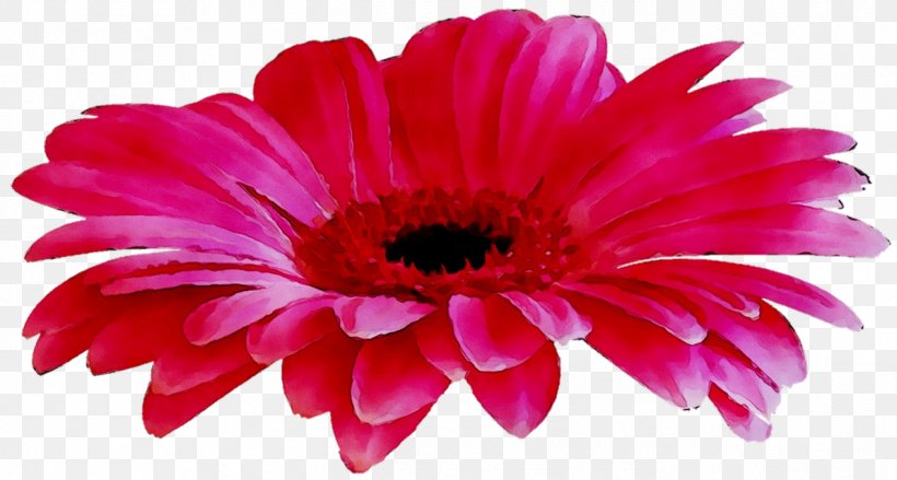 Transvaal Daisy Photograph Blog Image Flower, PNG, 1268x680px, Transvaal Daisy, African Daisy, Annual Plant, Artificial Flower, Asterales Download Free
