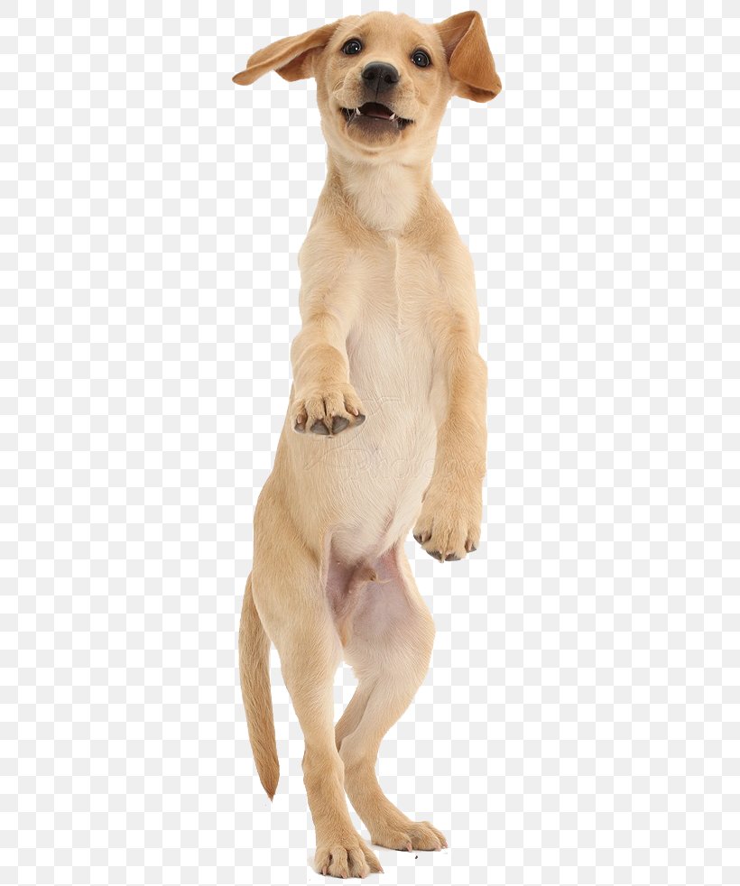 Golden Retriever Labrador Retriever Puppy Dog Breed Dachshund, PNG, 319x982px, Golden Retriever, Breed, Breed Group Dog, Carnivoran, Companion Dog Download Free